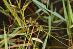 American halfchaff sedge